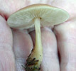 Collybia butyracea 